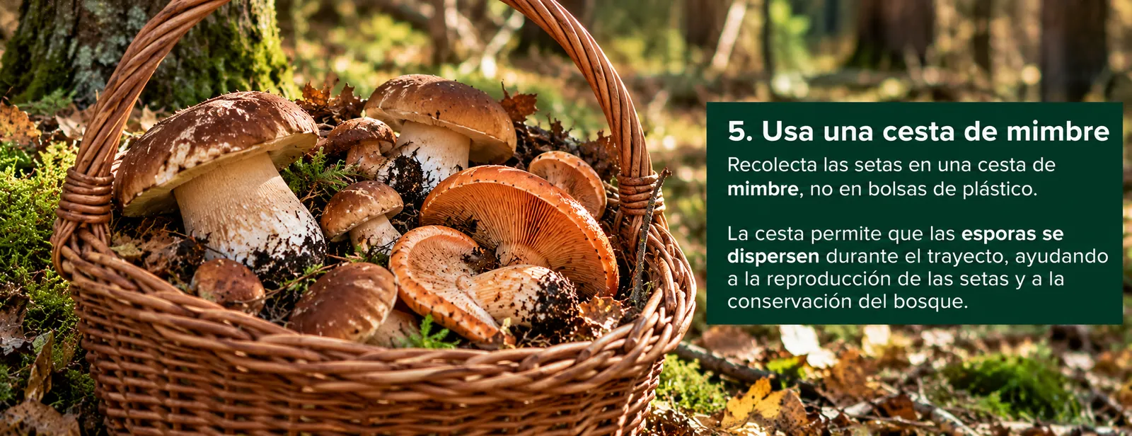 Cesta de mimbre llena de boletus y níscalos sobre el suelo del bosque