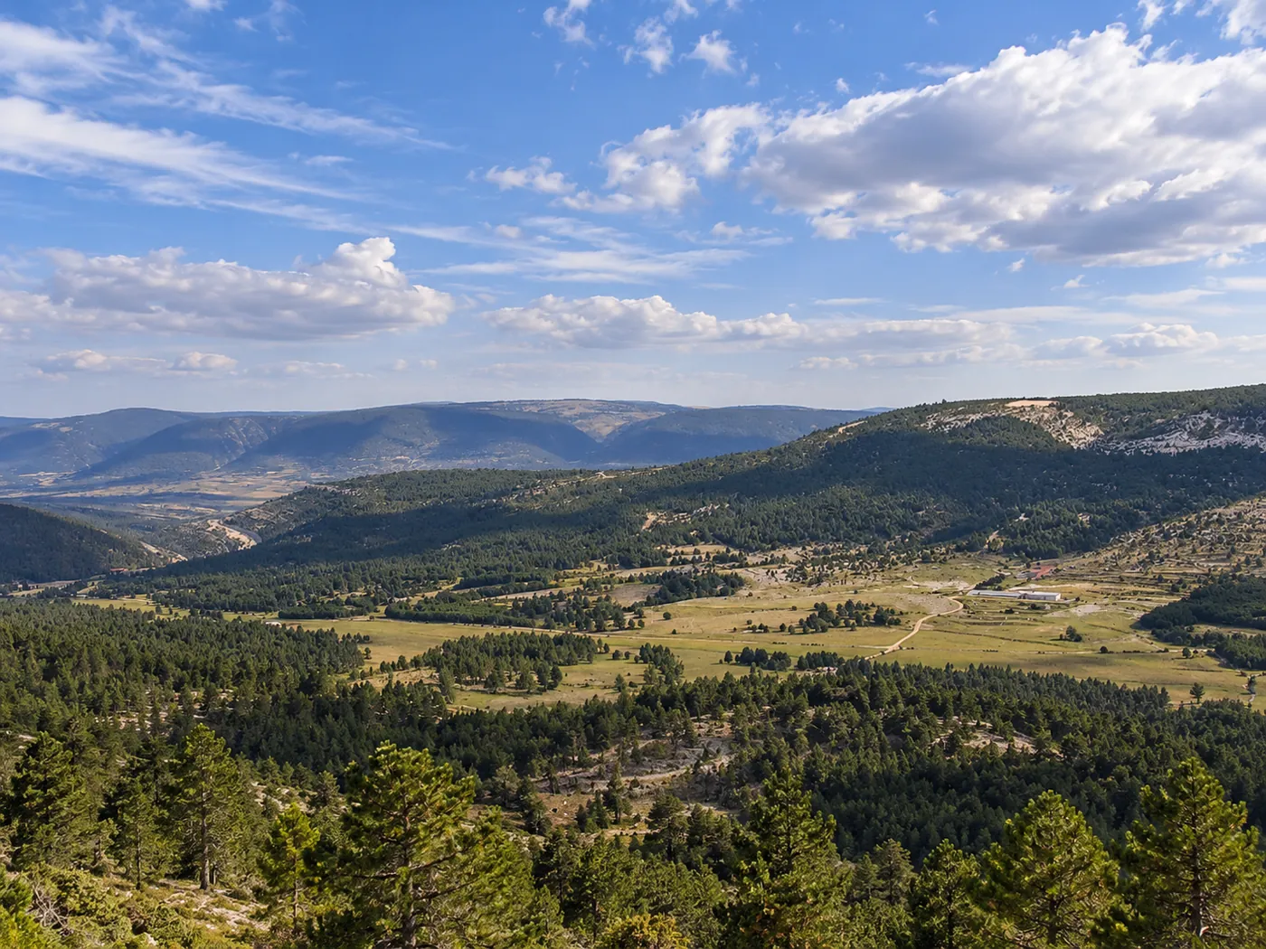 Valle del Maestrazgo con pinar de pino silvestre en primer plano y prados al fondo