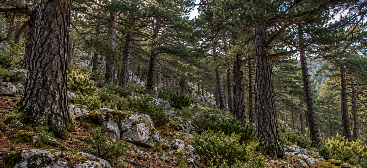 Pinar de pino laricio en una ladera caliza