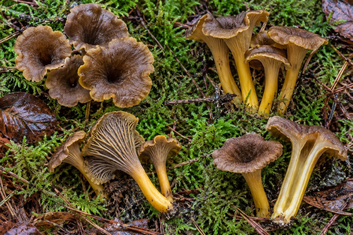Angula de monte (Craterellus tubaeformis), ilustración en su hábitat: bosques húmedos de coníferas