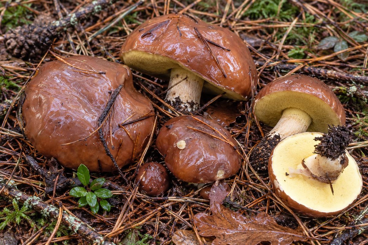 Boleto baboso (Suillus luteus), ilustración en su hábitat: pinares de todo tipo, incluidas repoblaciones jóvenes