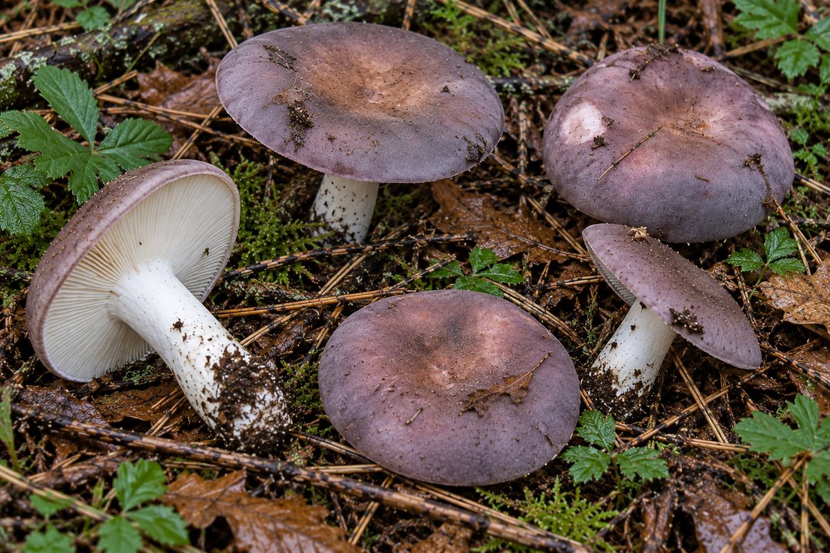 Carbonera (Russula cyanoxantha), ilustración en su hábitat: hayedos, robledales, castañares, pinares