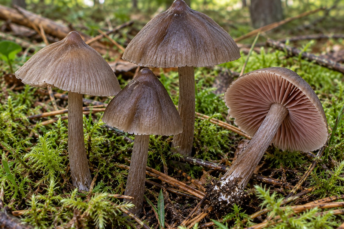 Entoloma de primavera (Entoloma vernum), ilustración en su hábitat: bosques de coníferas, prados de montaña