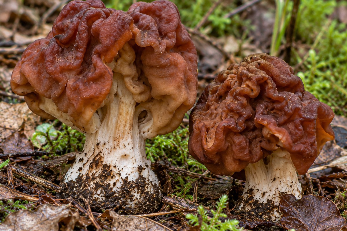 Falsa colmenilla (Gyromitra esculenta), ilustración en su hábitat: pinares de montaña, suelos arenosos, claros