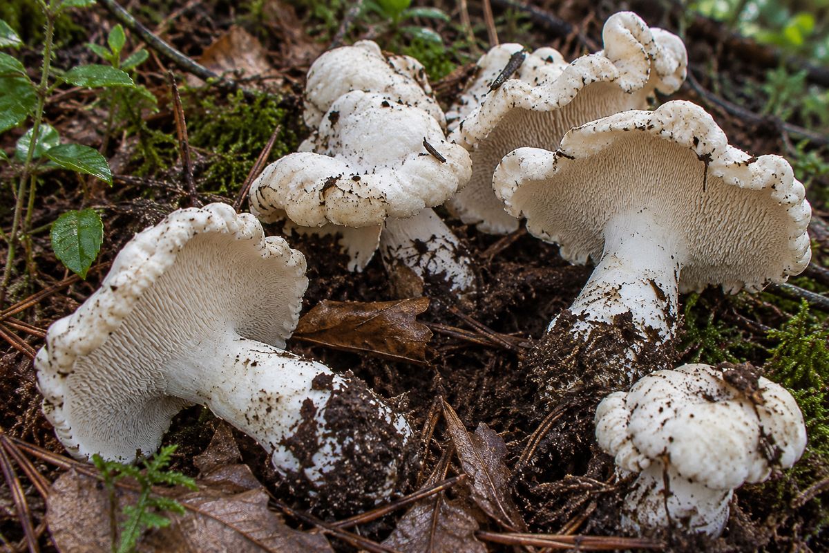 Lengua de vaca (Hydnum repandum), ilustración en su hábitat: bosques de frondosas, de coníferas
