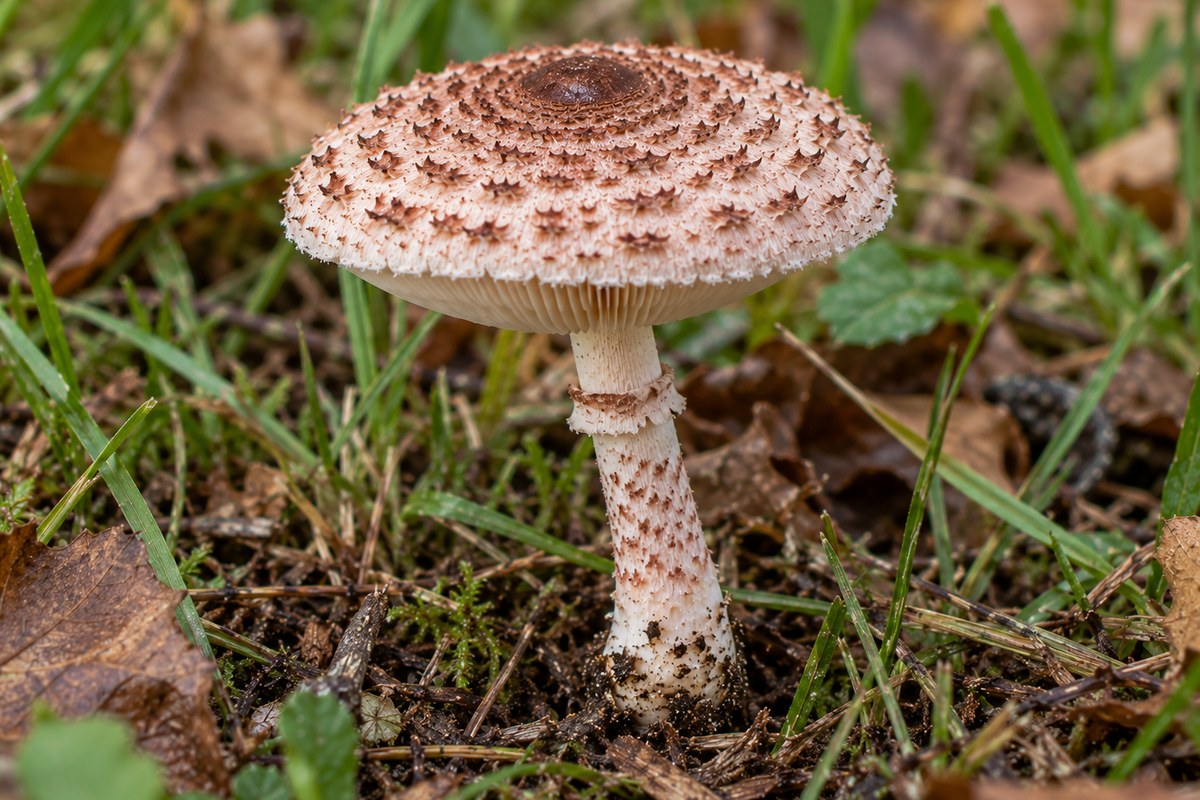 Lepiota mortal (Lepiota brunneoincarnata), ilustración en su hábitat: jardines, praderas, parques, bordes de caminos