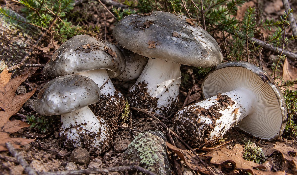 Marzuelo (Hygrophorus marzuolus), ilustración en su hábitat: hayedos, bosques de coníferas de montaña, entre hojarasca, musgo