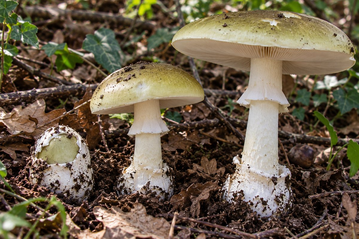 Oronja verde (Amanita phalloides), ilustración en su hábitat: robledales, castañares, encinares, hayedos, a veces pinares